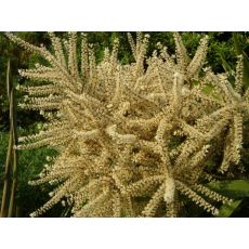 Kordilin Cordyline Australis