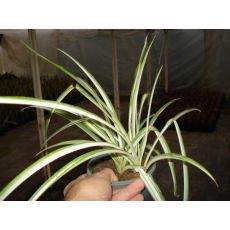 Karex Carex 10-15 cm