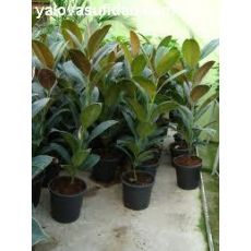 Kauçuk Bitkisi Ficus Elastica 80 Cm