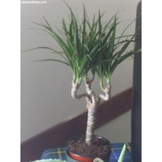 Marginata Kızıl Dracena Margınata 40-50 Cm