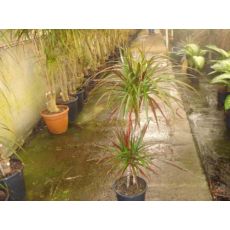 Marginata Kızıl Dracena Magenta 2 li Dikim 100 Cm