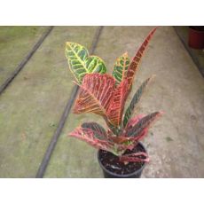 Kraton Codiaeum Croton Petra Excellent 50 Cm