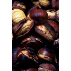 Kestane Fidanı 175-200 Cm
