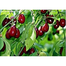 Kızılcık Fidanı Aşılı Cornus 90-110 Cm