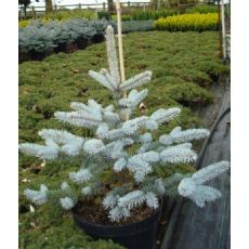 Mavi Ladin Fidanı Ağacı Picea Pungens Hopsii 70-80 Cm
