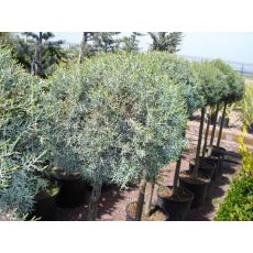 Mavi Selvi Mavi Servi İthal Aşılı Tek Top Cupressus Arizona 120-150 Cm