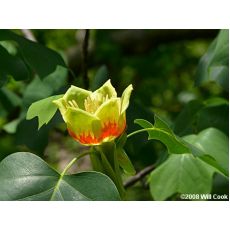 Amerikan Lale Ağacı Liriodendron Tulipifera 130-150 Cm