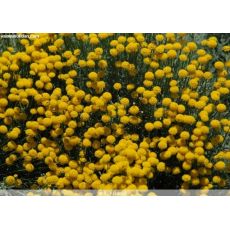Lavantin Santolina 20-30 Cm Çapında