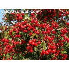 Alıç Fidanı Aşılı Crataegus 60-80 Cm