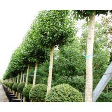 Ligüstrüm ağaç Lüküstürüm ligustrum japonicum