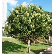 Ligüstrüm ağaç Lüküstürüm ligustrum japonicum