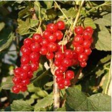 Frenk Üzümü Fidanı Red Lake Ribes Rubnum