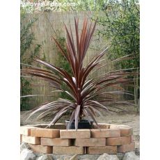 Kızıl Kordilin İthal Cordyline Australis Purpurea