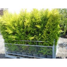 Limoni Servi Limoni Selvi Aşılı Cupressus Macrocarpa Goldcrest 100-120 Cm