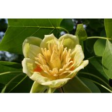 Amerikan Lale Ağacı Liriodendron Tulipifera 100-120 Cm