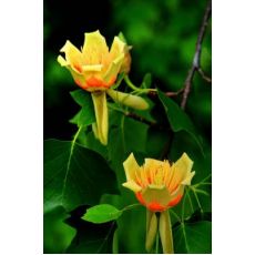 Amerikan Lale Ağacı Liriodendron Tulipifera 100-120 Cm