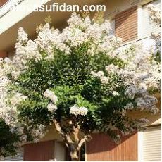 Oya Fidanı Ağacı Lagerstromia İndica Beyaz Çiçekli 10-12 çap 200-220 cm