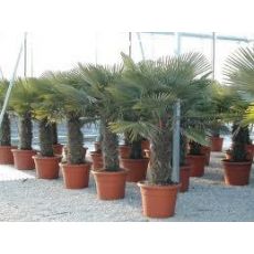 Tüylü Palmiye Chamaerops Excelsa 120-140 Cm