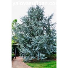 Mavi Atlas Sediri Yerli Cedrus Atlantica Glauca 120-130 Cm