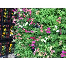 Aslanağzı Çiçeği Antirrhinum Majus 45 adet Fiyatıdır