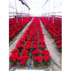 Atatürk Çiçeği Kırmızı poinsettia 15-20 Cm