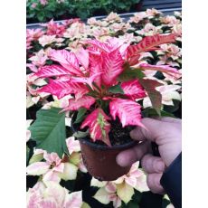 Atatürk Çiçeği Beyaz Alacalı Poinsettia 15-20 Cm