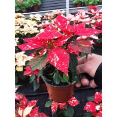 Atatürk Çiçeği Kırmızı Alacalı Poinsettia 15-20 Cm