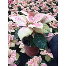 Atatürk Çiçeği Beyaz Pembe Poinsettia 15-20 Cm