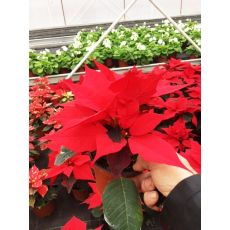 Atatürk Çiçeği Kırmızı poinsettia 15-20 Cm