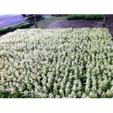 Ateş Çiçeği Beyaz Çiçekli Salvia Splendens 45 Adet Fiyatımızdır