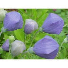 Balon Çiçeği Platycodon Balloon Flower 20-30 Cm