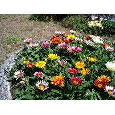 Gazanya Çiçeği Gazania Saksıda 10-15 Cm