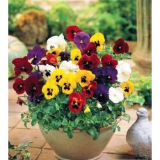 Hercai Menekşe Viola Tricolor 45 Adet Fiyatımızdır