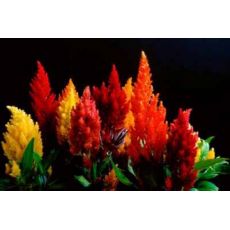 Horoz İbiği Çiçeği Amaranthus Caudatus Kasada 45 Adet Fiyatımızdır
