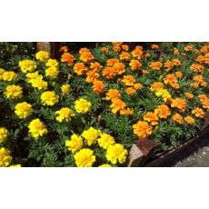 Kadife Çiçeği Sarı Çiçekli 45 Adet Fiyatımızdır