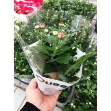 Kasımpatı Krizantem Çiçeği Chrysanthemum Krizantem 20-25 Çapı