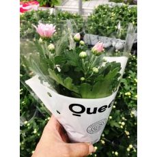 Kasımpatı Krizantem Çiçeği Chrysanthemum Krizantem 20-25 Çapı