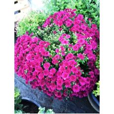 Kasımpatı Krizantem Çiçeği Chrysanthemum 45 Adet Fiyatıdır