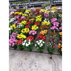 Kasımpatı Krizantem Çiçeği Chrysanthemum Krizantem 20-25 Çapı