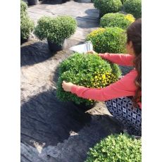 Kasımpatı Krizantem Çiçeği Chrysanthemum Krizantem