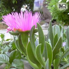 Kazayağı Çiçeği Fidanı  Pembe ve Sarı Çiçekli Carpobrotus Acinaciformis 45 Adet Fiyatımızdır