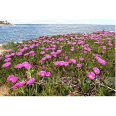 Kazayağı Çiçeği Fidanı  Pembe Çiçekli Carpobrotus Acinaciformis 45 Adet Fiyatımızdır