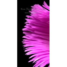 Kazayağı Çiçeği Fidanı  Pembe ve Sarı Çiçekli Carpobrotus Acinaciformis 45 Adet Fiyatımızdır