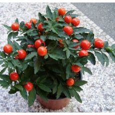 Kudüs Kirazı Çiçeği İthal Solanum Pseudocapsicum 20-25 Cm Çapı