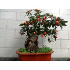 Kudüs Kirazı Yerli Üretim Solanum Pseudocapsicum 40-50 Cm