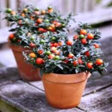 Kudüs Kirazı Çiçeği İthal Solanum Pseudocapsicum 20-25 Cm Çapı