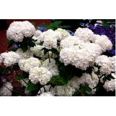 Ortanca Çiçeği Beyaz Çiçekli Hydrangea Macrophylla 30-35 Cm