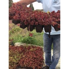 Sedum Bordo Yapraklı Sukulent Dam Koruğu 45 Adet Fiyatımızdır