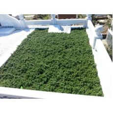 Sedum Sukulent Boncuk Dam Koruğu Sedum rubrotinctum 45 Adet Fiyatımızdır