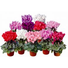 Sıklamen Siklamen Çiçeği Küçük Çiçekli Cyclamen